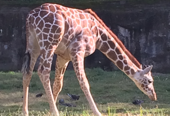 コスモスプリマリエ  恋人達の聖地で出会い　 婚活パーティ　in  東山動植物園＆スカイタワー 【2016年4月17日開催】結婚相談所　名古屋