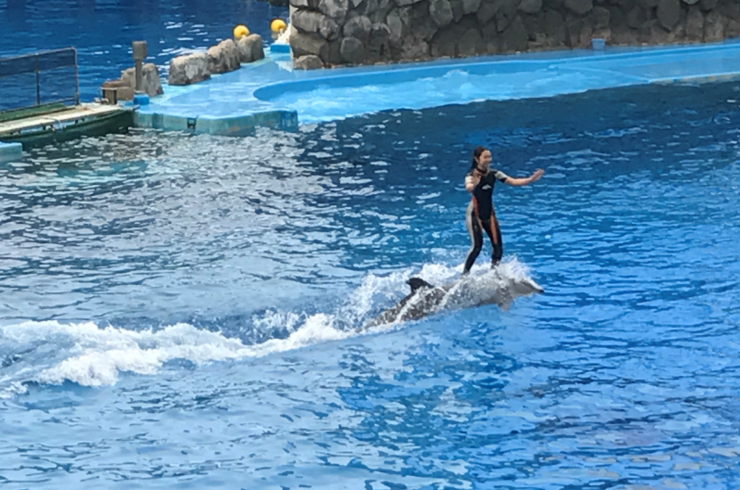 コスモスプリマリエ アクアリウム 婚活パーティ　in 名古屋港水族館 【2019年7月20日開催】結婚相談所　名古屋